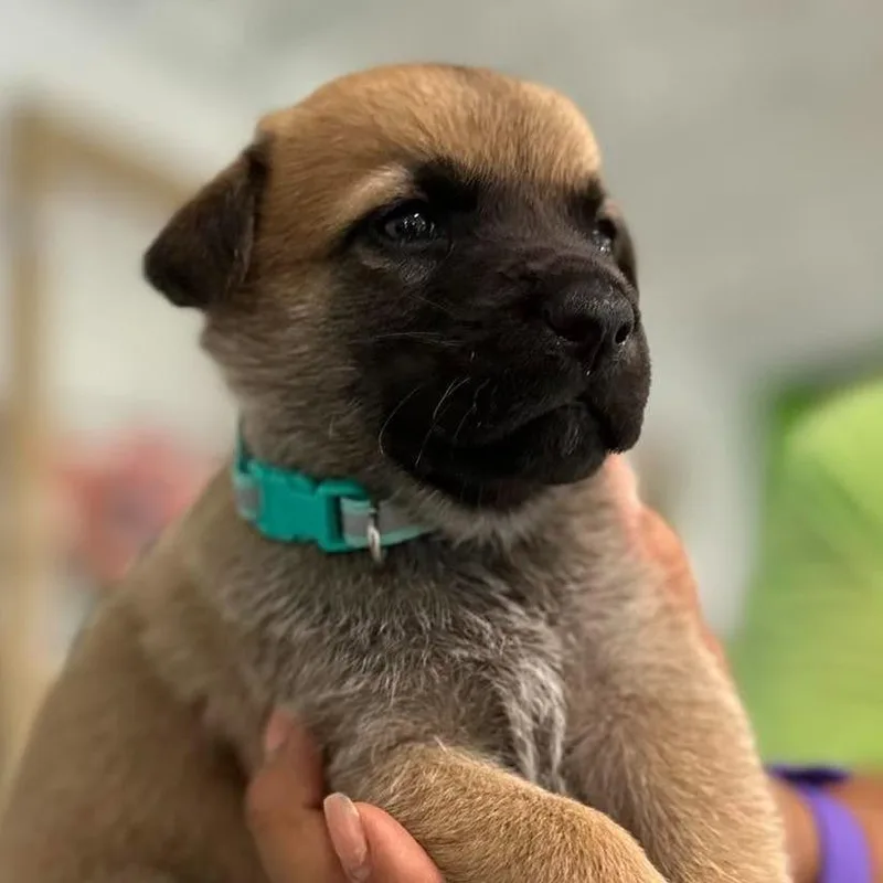 A baby small-sized male Brown / Chocolate German Shepherd Dog dog named Torino for adoption in Tampa, FL