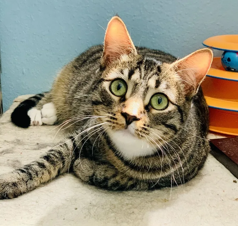 Thomasina thumbnail 2