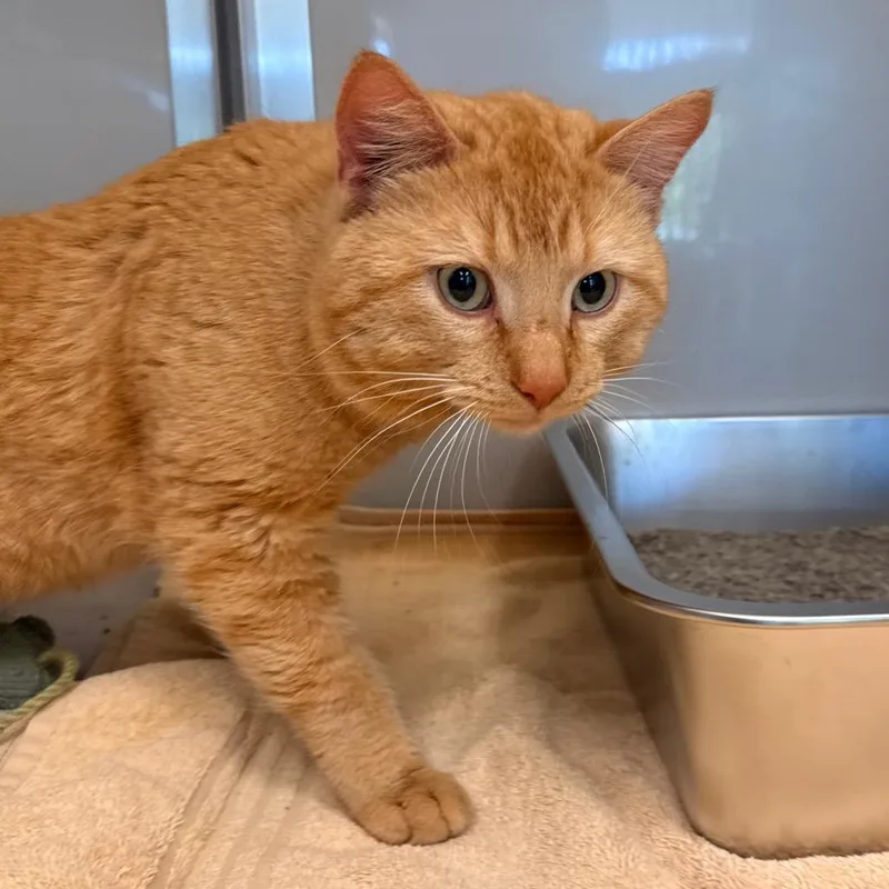 An adult medium-sized male Orange / Red Domestic Short Hair cat named Mousse for adoption in Saint Charles, MO