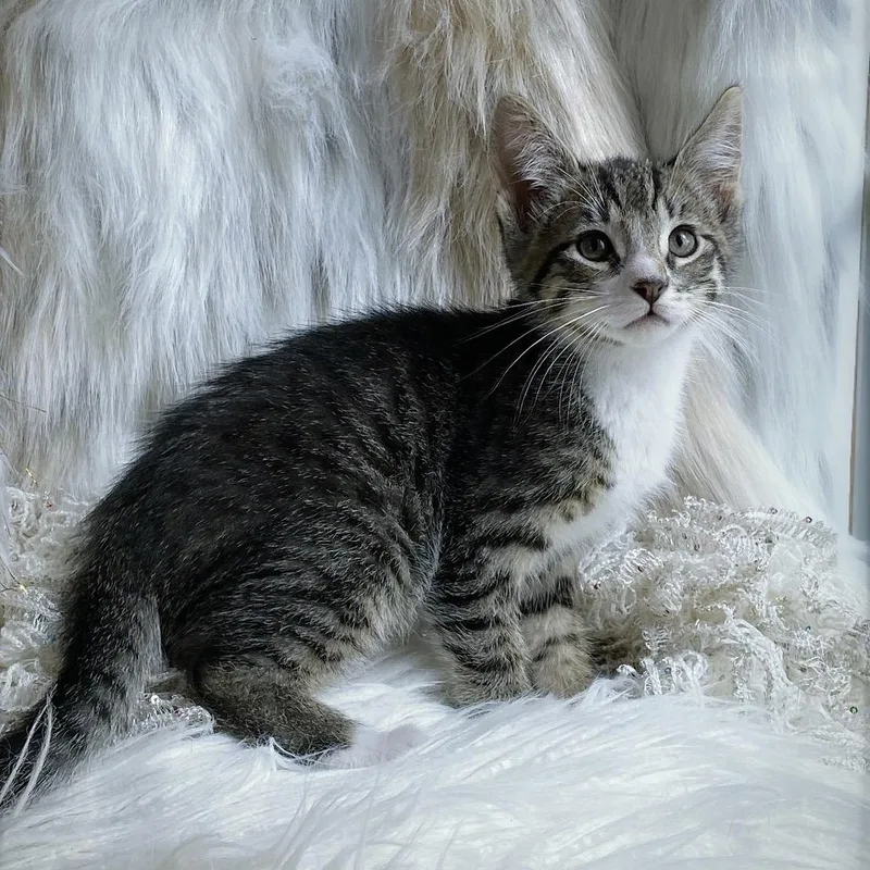 A baby small-sized male Brown / Chocolate Domestic Short Hair cat named Jolly for adoption in Huntsville, AL