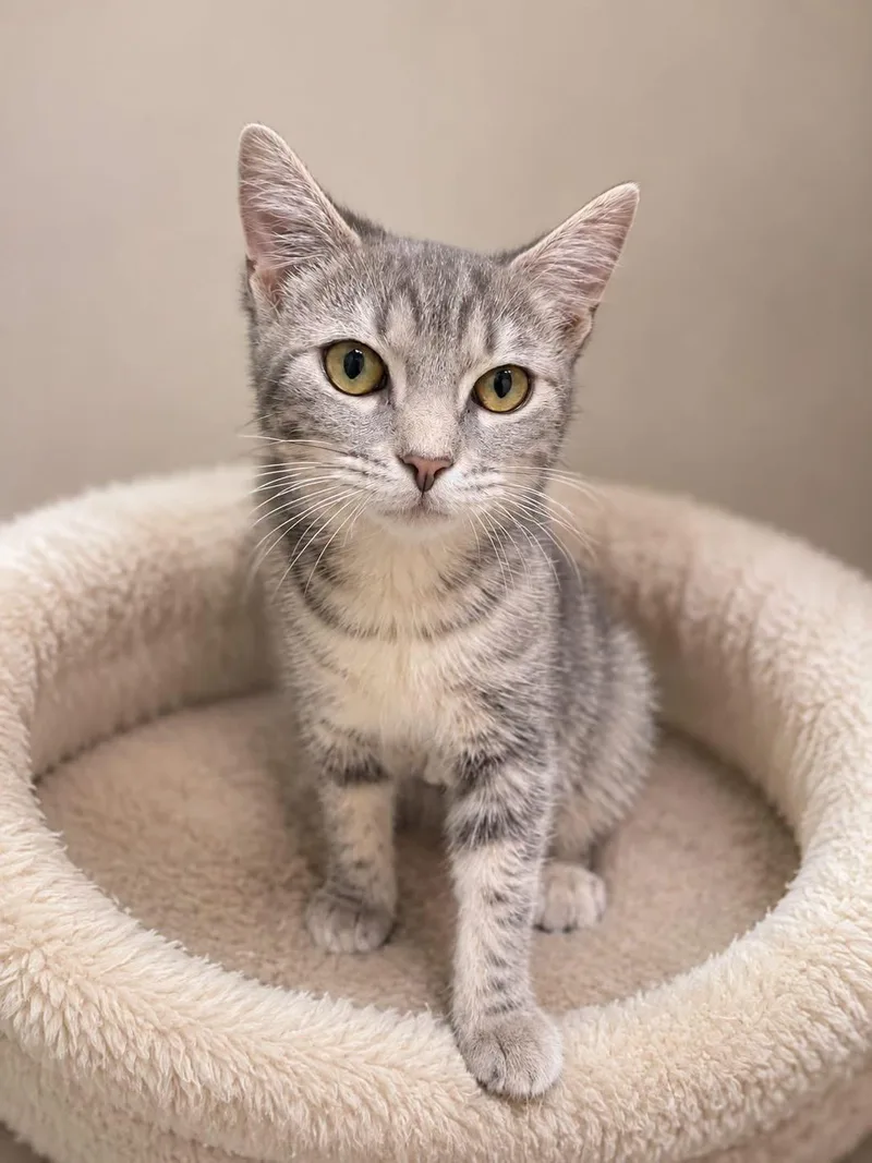 A baby medium-sized male Tabby (Gray / Blue / Silver) Domestic Short Hair cat named Kristin Wiig for adoption in Cranston, RI