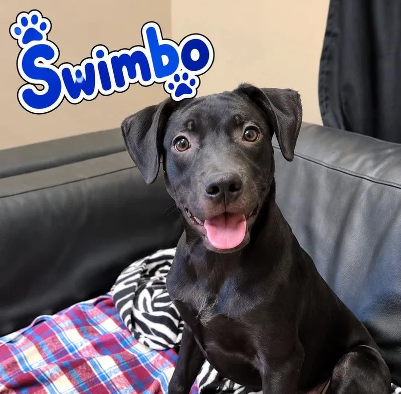 A young large-sized male Black Labrador Retriever dog named Swimbo for adoption in Rock Hill, NY