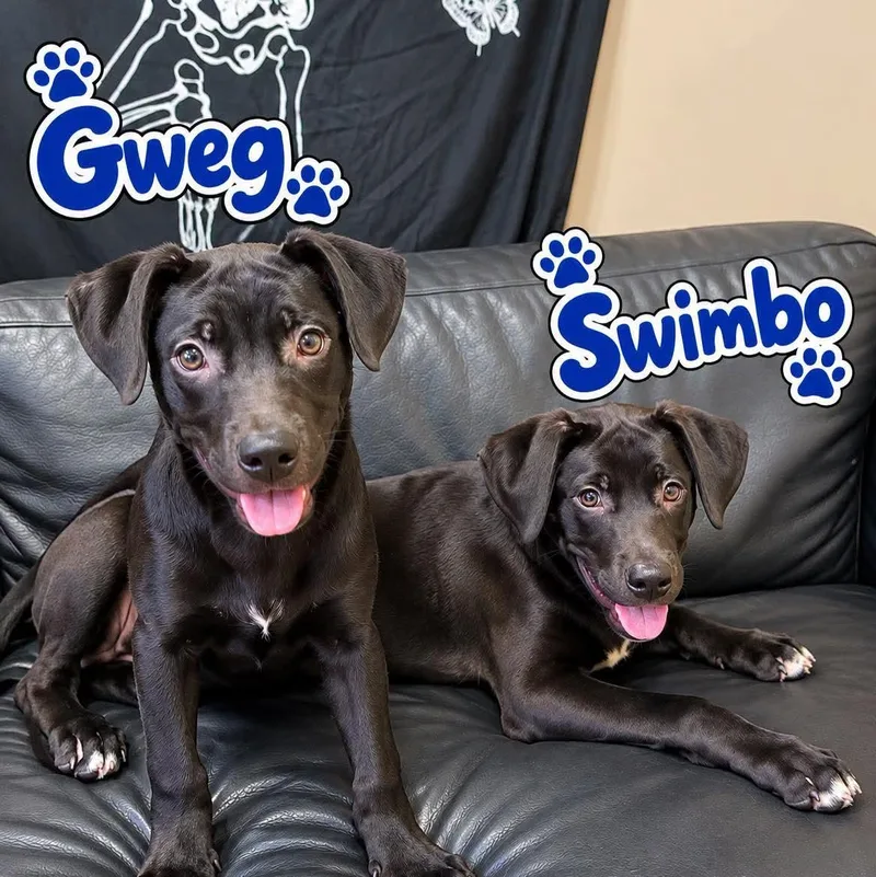 Swimbo thumbnail 2