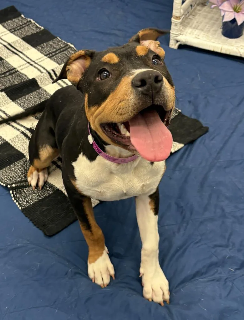 A baby medium-sized female Mixed Breed dog named Frieda for adoption in Detroit, MI