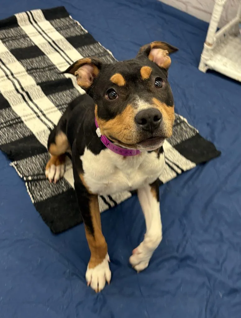 Frieda thumbnail 4