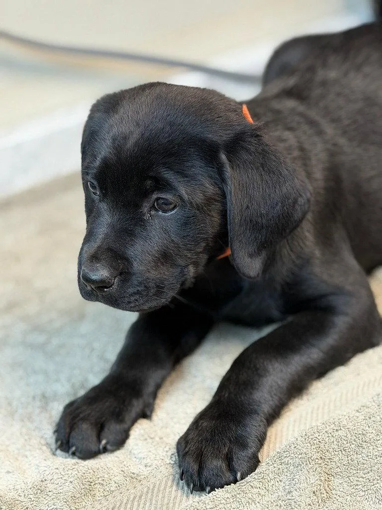 A baby small-sized female Rottweiler dog named Tiana for adoption in Lovingston, VA