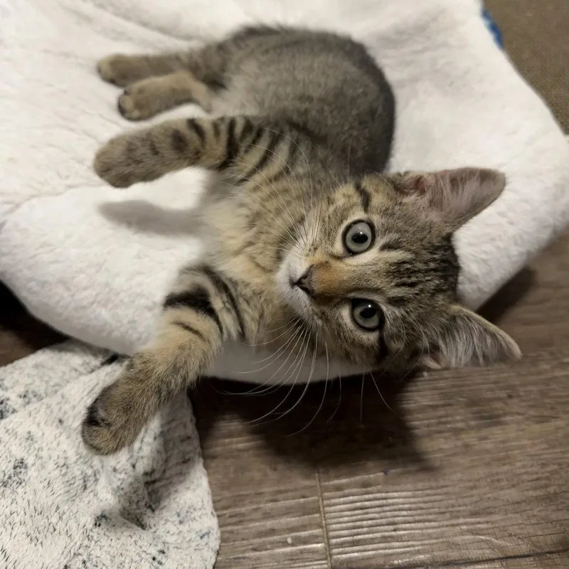 A baby medium-sized male Brown / Chocolate Domestic Short Hair cat named Finn for adoption in Dallas, TX