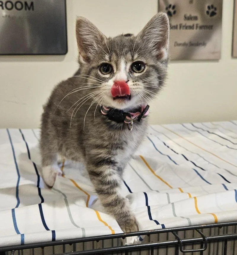 A baby small-sized female Domestic Medium Hair cat named Arwen for adoption in Fremont, OH