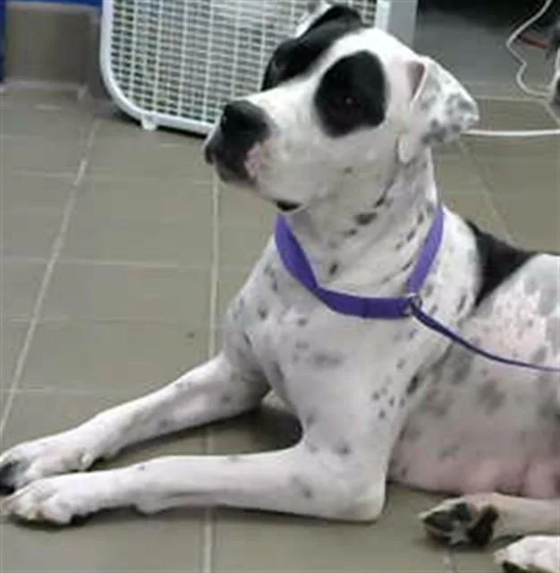 A young medium-sized female Pit Bull Terrier dog named Mamma Jane for adoption in Albuquerque, NM