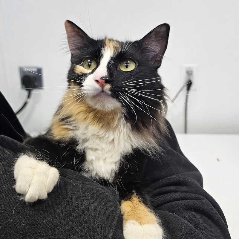 A young medium-sized female Calico Domestic Medium Hair cat named Myriad for adoption in Dickinson, ND