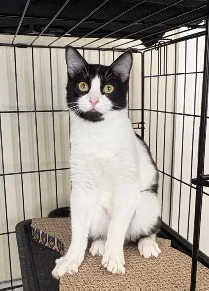 David Meowie thumbnail 2