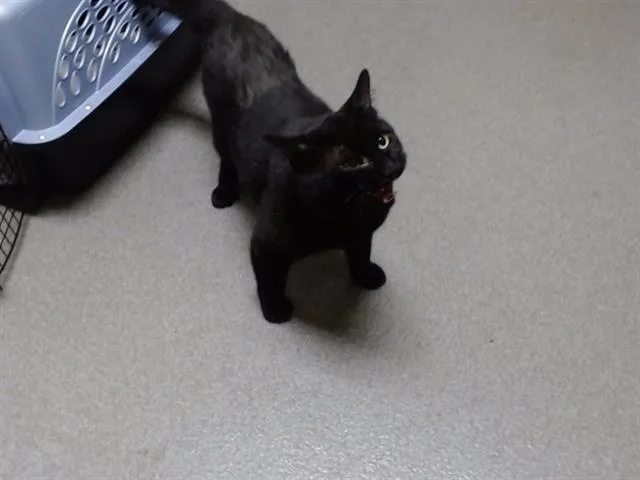 An adult medium-sized male Domestic Short Hair cat named Skippy for adoption in Denver, CO