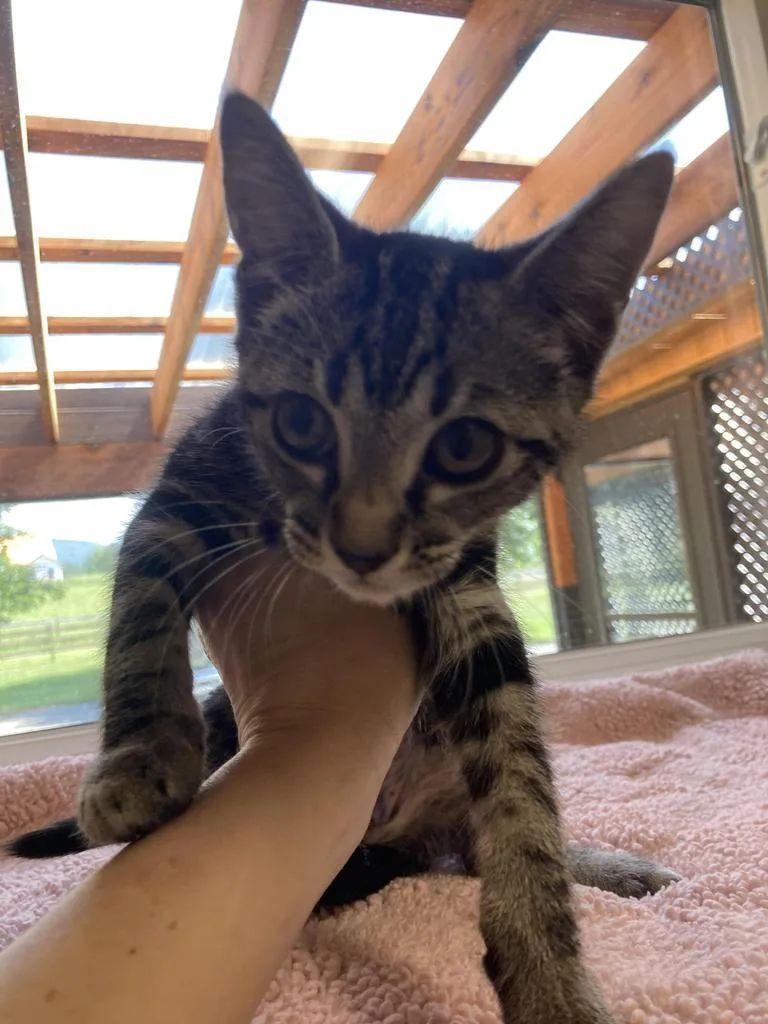 A baby medium-sized female Domestic Short Hair cat named Raveena for adoption in Burnsville, NC