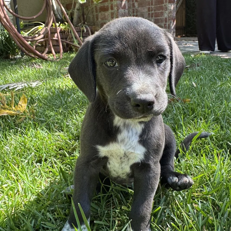 A baby small-sized female Black Beagle dog named Madeline for adoption in Nowata, OK