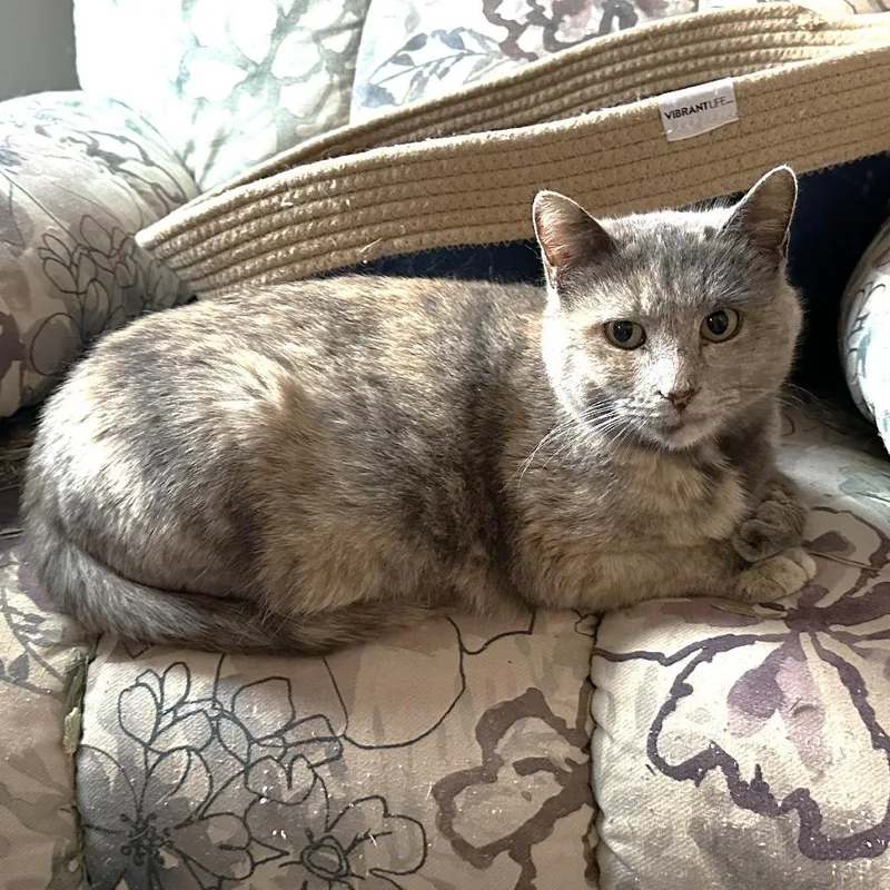 A young medium-sized female Domestic Short Hair cat named Waddles for adoption in Chantilly, VA