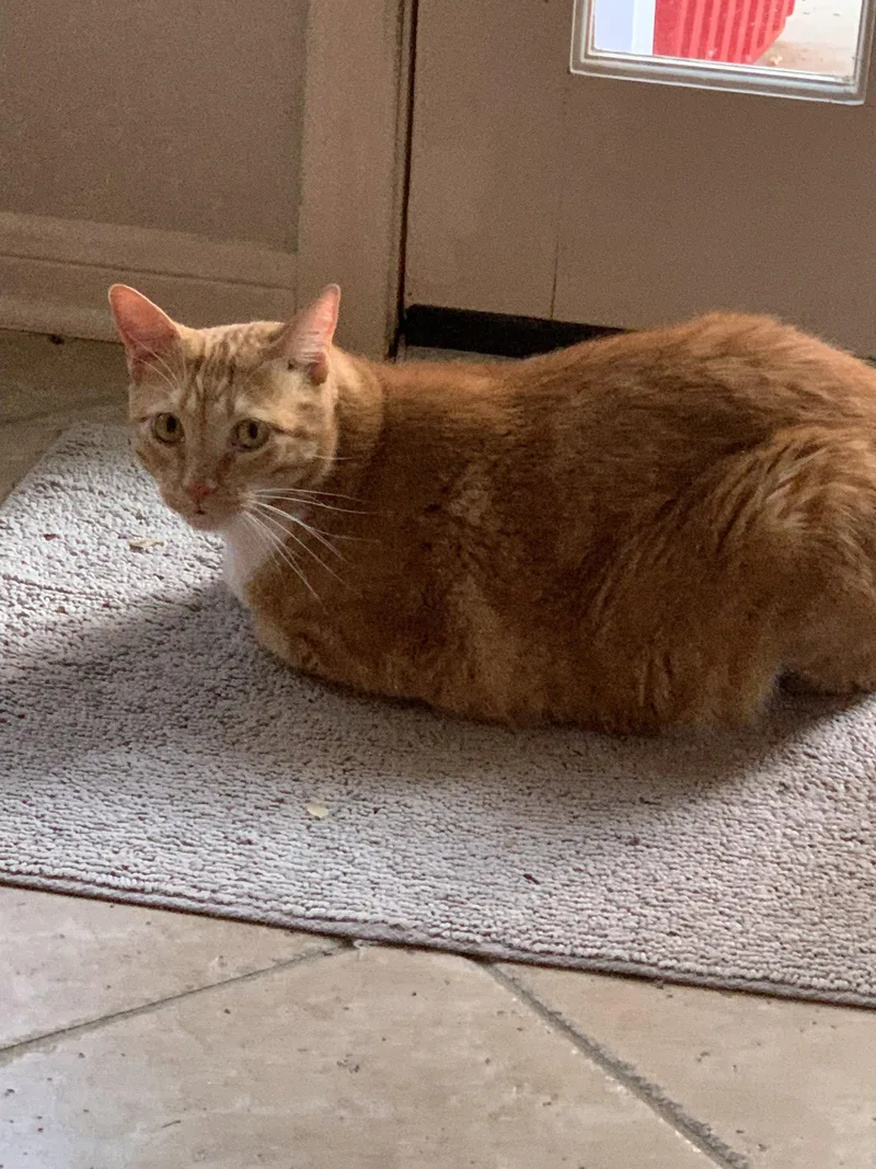 An adult large-sized male Orange / Red Domestic Short Hair cat named Teddy Boy for adoption in Rosenberg, TX