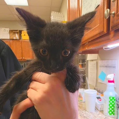 A baby small-sized male Black Domestic Medium Hair cat named Calvin U for adoption in Tupelo, MS