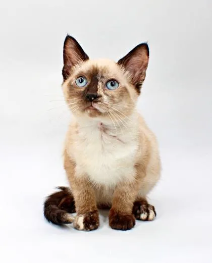 A baby small-sized female Siamese cat named Zilla for adoption in Morton Grove, IL