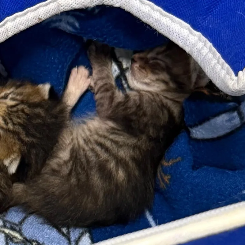 A baby small-sized female Gray / Blue / Silver Domestic Short Hair cat named Luffy for adoption in Lake Jackson, TX