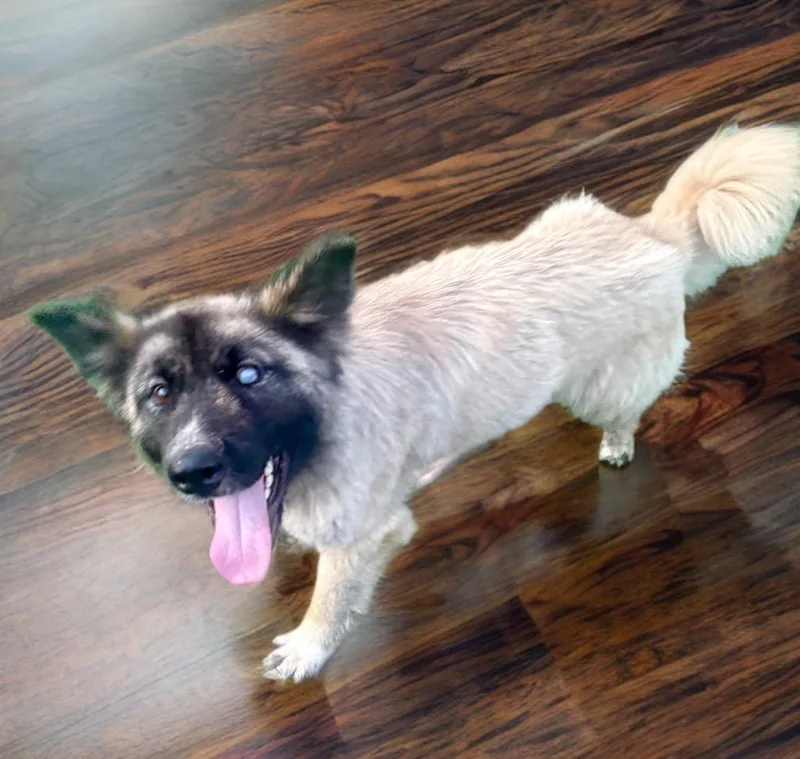 A young medium-sized female Shepherd dog named Taryn for adoption in Sumter, SC