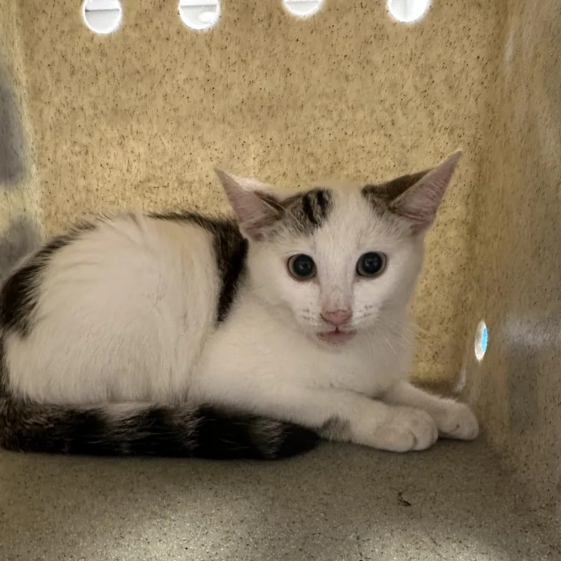 An adult small-sized male White Domestic Short Hair cat named Faith for adoption in Philadelphia, PA