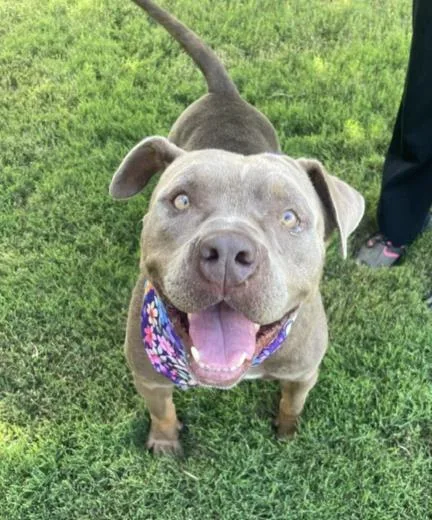 An adult large-sized female Pit Bull Terrier dog named Mrs. Brown for adoption in Tulsa, OK