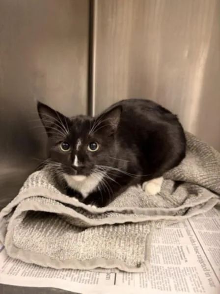 A young large-sized male Domestic Short Hair cat named Shy for adoption in Van Nuys, CA