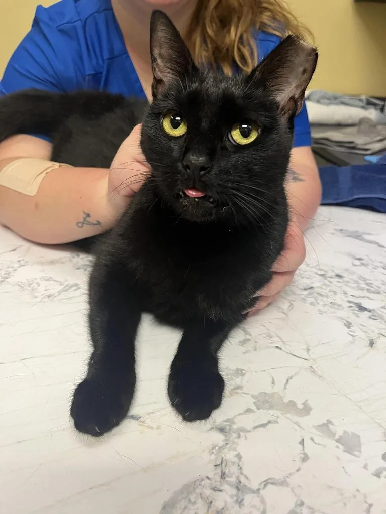 An adult medium-sized male Domestic Short Hair cat named Blep ✅ for adoption in Florence, SC