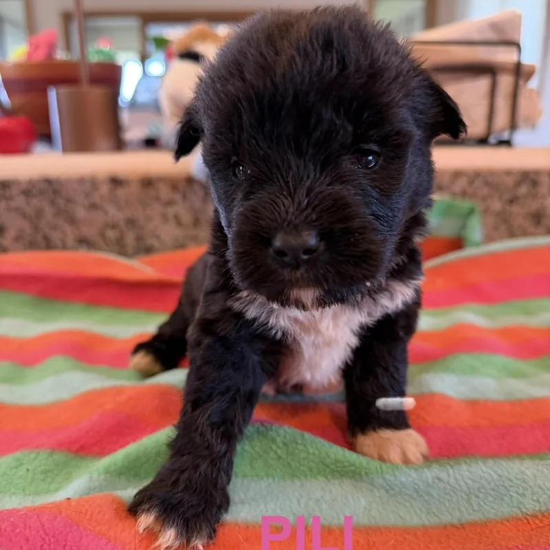 Pili