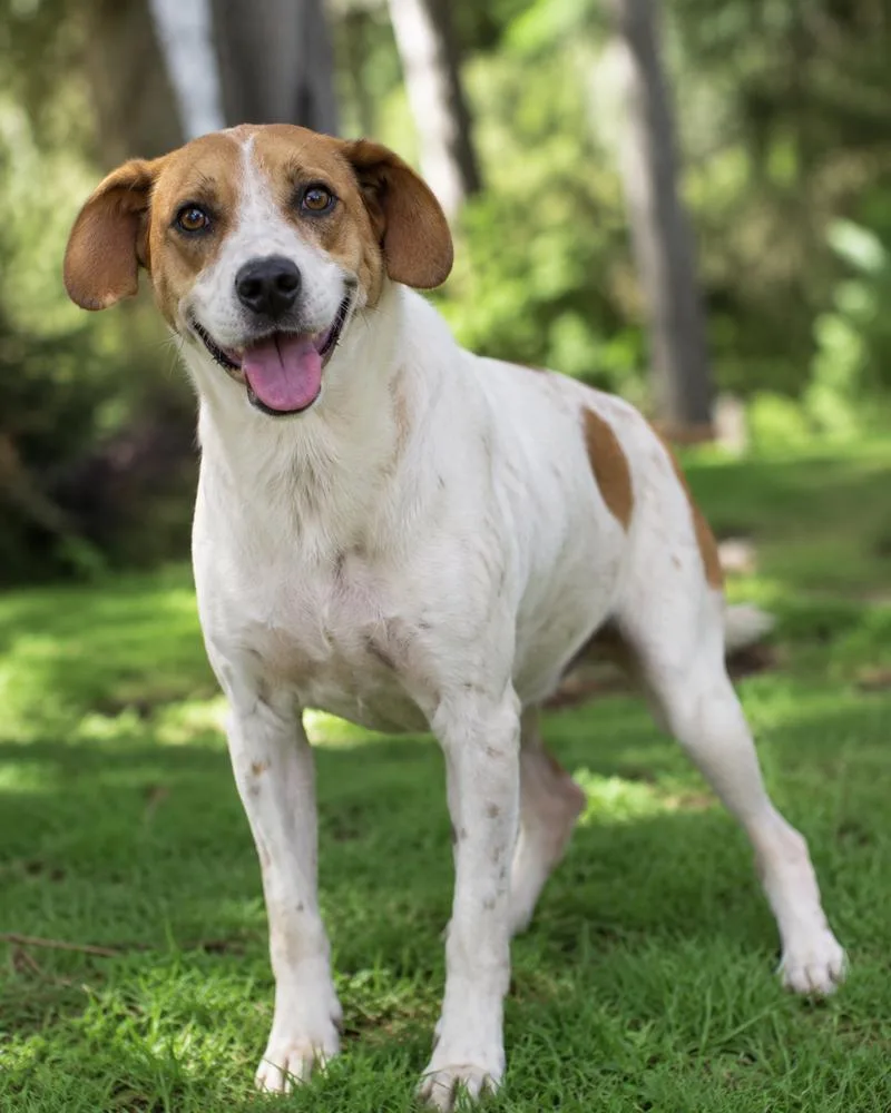 A young small-sized female Tricolor (Brown, Black, & White) Retriever dog named Daisy for adoption in North Reading, MA