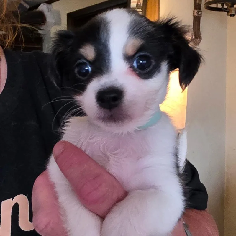 A baby small-sized female White / Cream Chihuahua dog named Allie for adoption in Goltry, OK