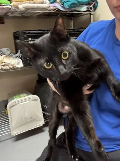 An adult medium-sized male Domestic Short Hair cat named Luci for adoption in Louisville, KY