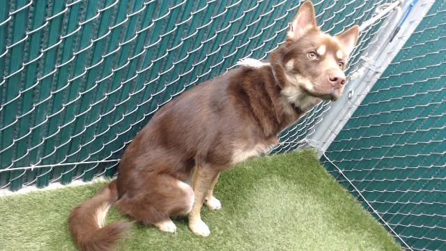 A young medium-sized male Siberian Husky dog named Nuka for adoption in Downey, CA