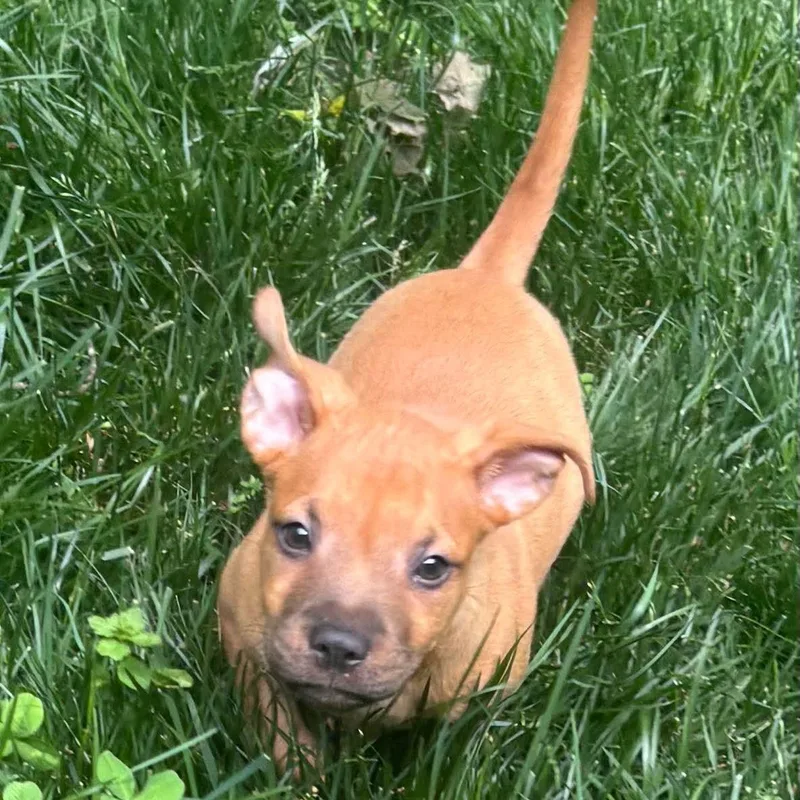 A baby medium-sized male Yellow / Tan / Blond / Fawn Labrador Retriever dog named Gravy for adoption in Bethlehem, PA