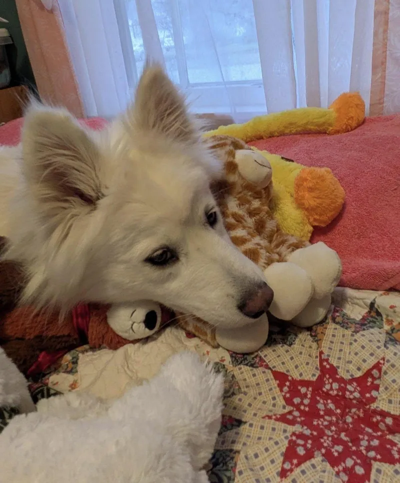 Whimsy Joy thumbnail 4