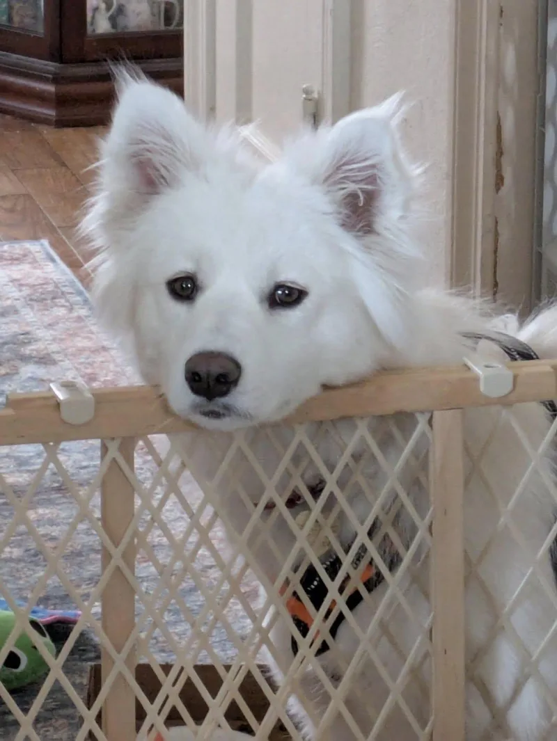 A young medium-sized female White / Cream Samoyed dog named Whimsy Joy for adoption in Milwaukee, WI