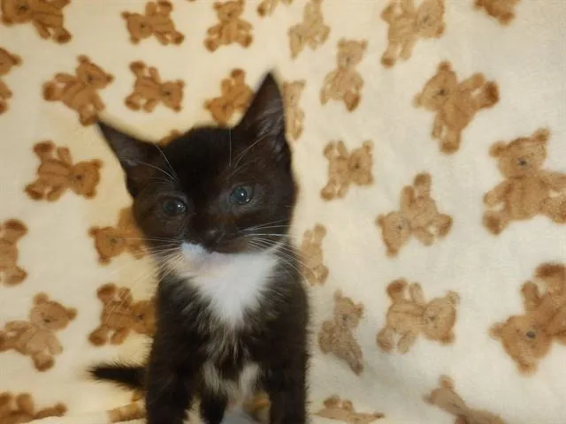 A baby small-sized female Domestic Short Hair cat named Copa for adoption in San Jose, CA