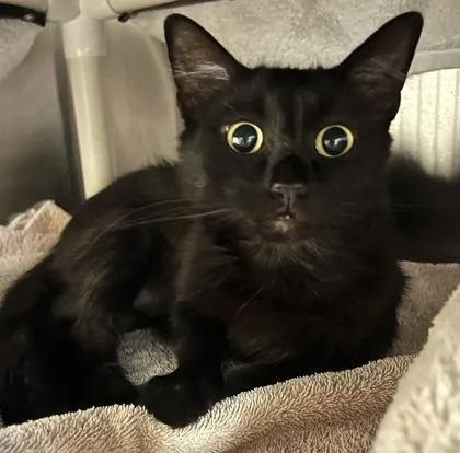 Binx