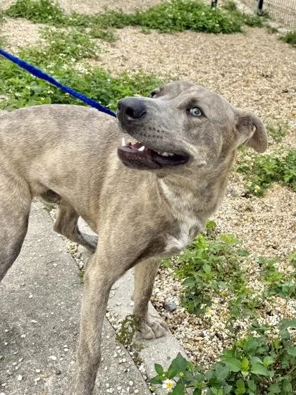 An adult medium-sized male Mixed Breed dog named Leander for adoption in New Orleans, LA