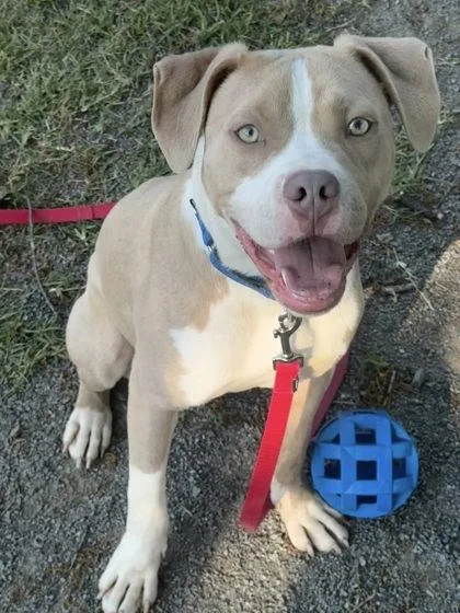 An adult medium-sized male Mixed Breed dog named Canelo for adoption in Fairfax, VA
