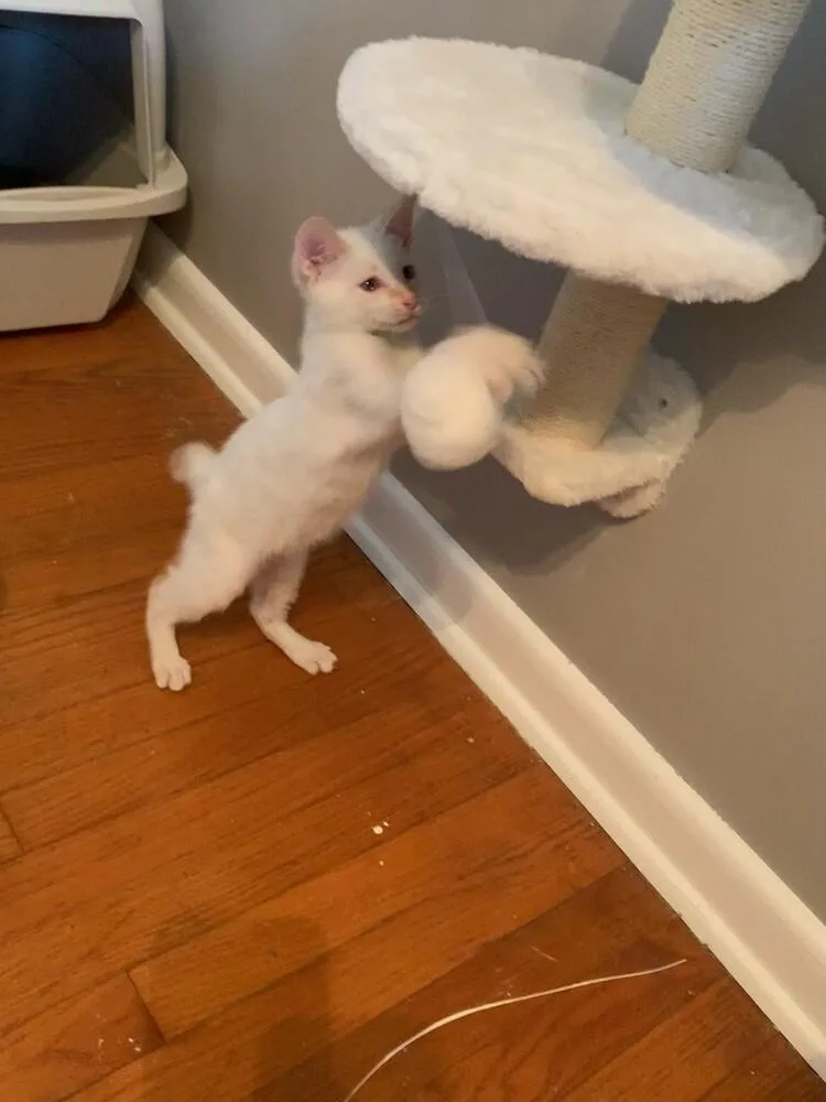A baby small-sized male Domestic Short Hair cat named Beans for adoption in Union Grove, WI