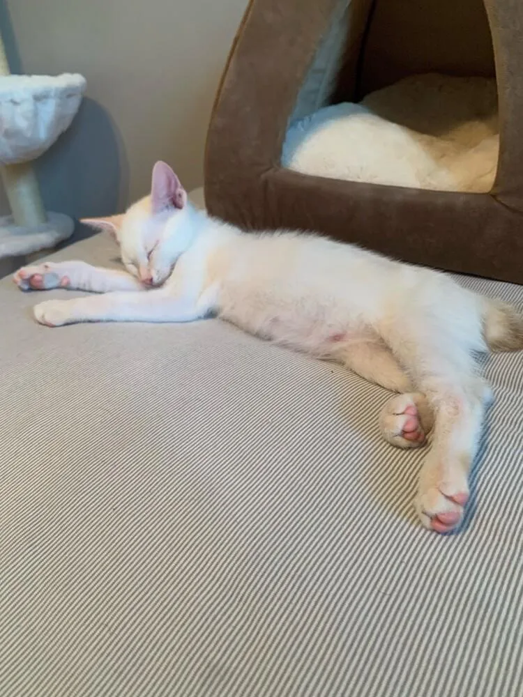 Beans thumbnail 2
