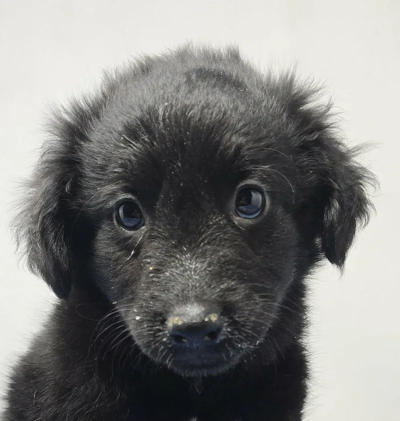 A baby medium-sized male Black Labrador Retriever dog named Alton for adoption in New York, NY