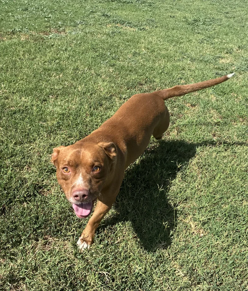 An adult medium-sized male Red / Chestnut / Orange Mixed Breed dog named Spyro for adoption in Chickasha, OK