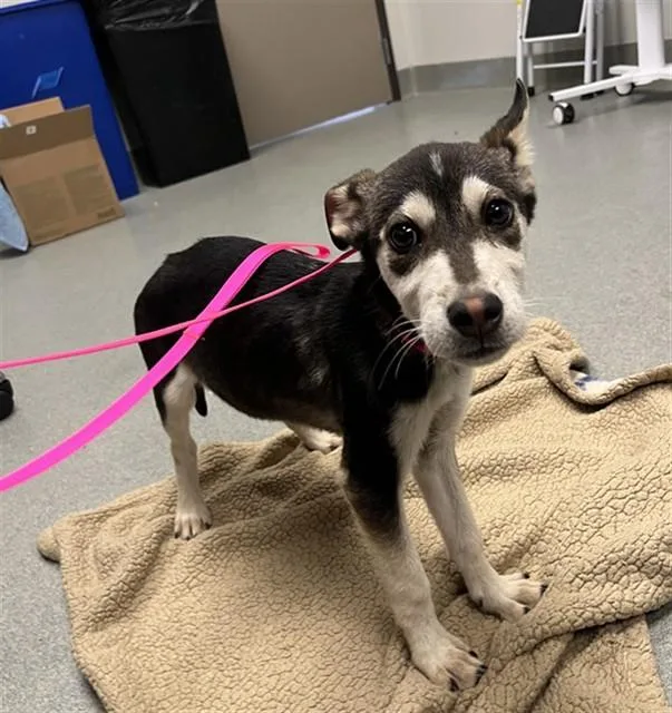 A baby small-sized female German Shepherd Dog dog named Jenna for adoption in Ontario, CA