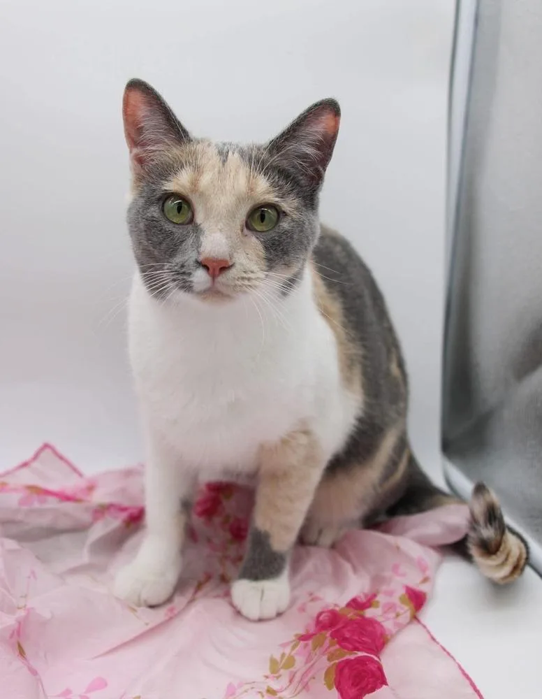 An adult medium-sized female Gray & White Domestic Short Hair cat named Peaches XXVI for adoption in Muskegon, MI