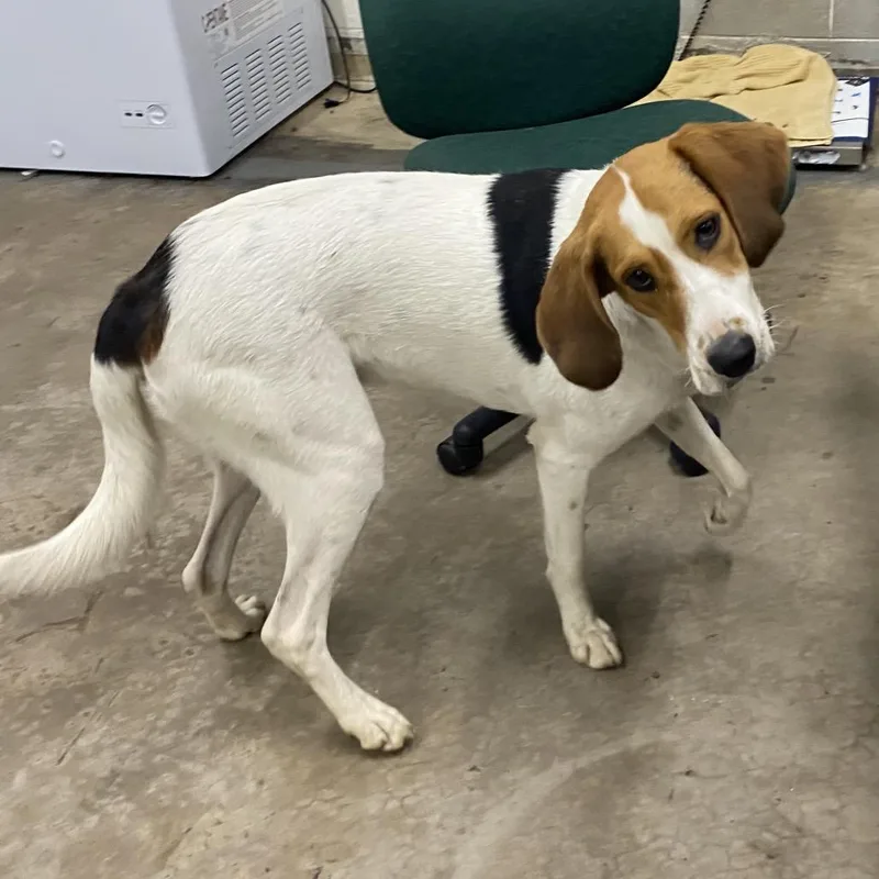 An adult medium-sized female Coonhound dog named Dolly Jo for adoption in Corbin, KY