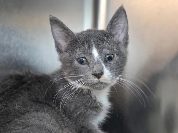 A young small-sized female Domestic Short Hair cat named Toni for adoption in Millersville, MD