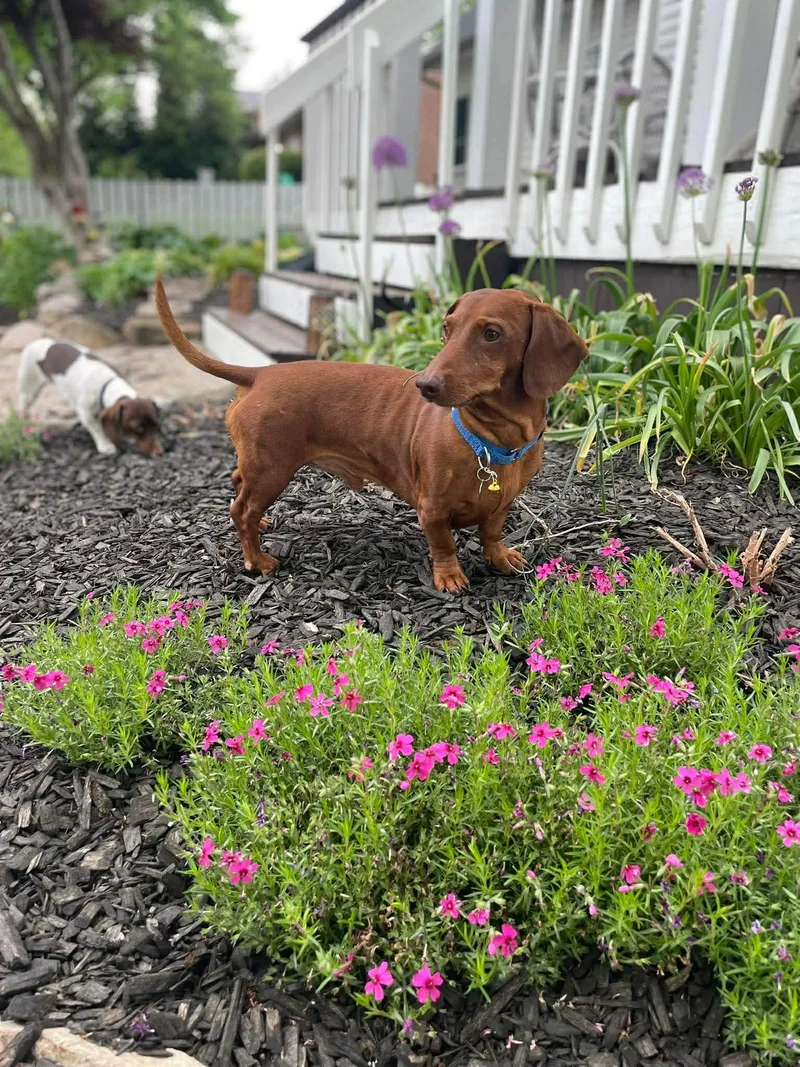 An adult medium-sized male Dachshund dog named Buster for adoption in Richmond, KY