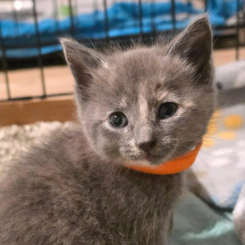 A baby small-sized female Gray / Blue / Silver Domestic Short Hair cat named Edda for adoption in Newport News, VA
